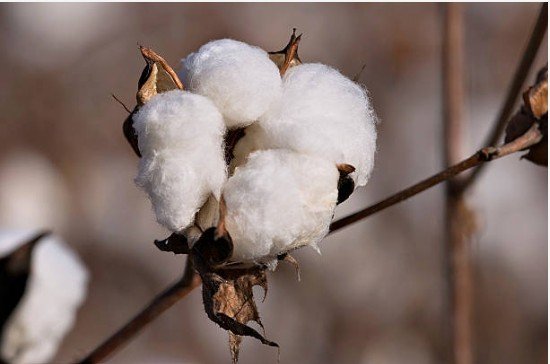 Cotton field