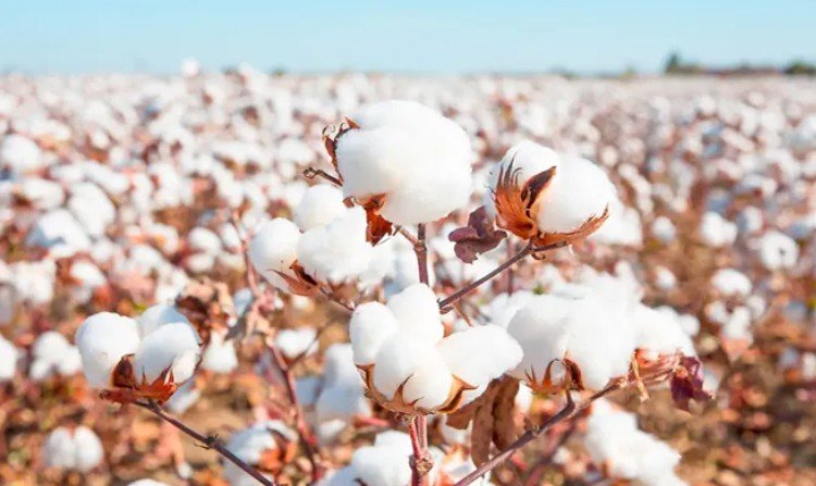 Premium cotton field