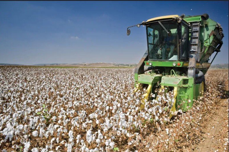 Cotton harvesting
